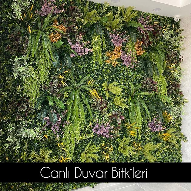 Canlı Bitkiler